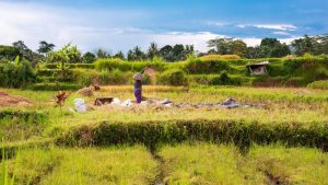 Temukan Solusi Pangan, KAHMI Gelar Simposium Food Estate